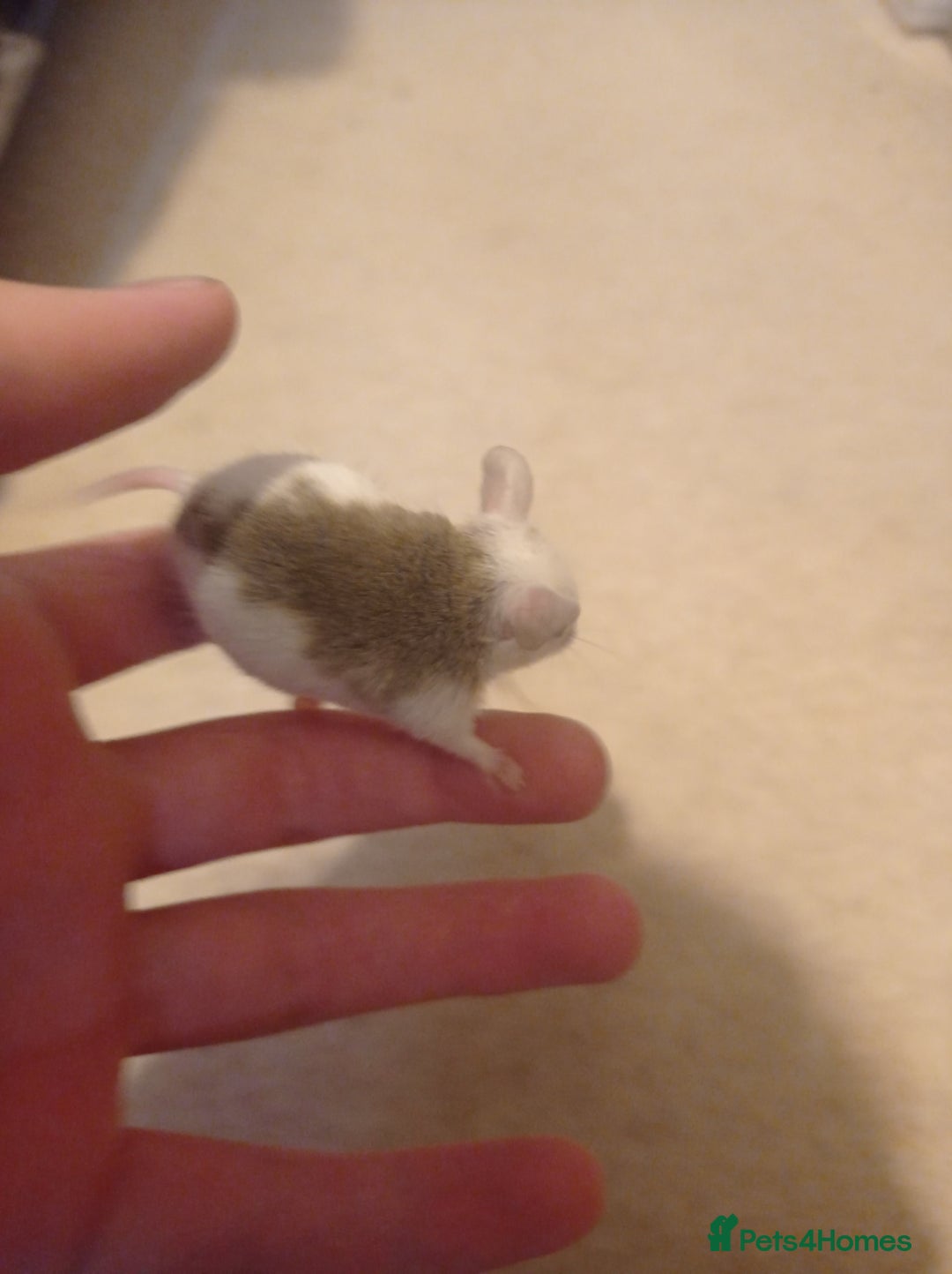 Mouse rodents for sale: Baby African Soft Fur mice - Image 3