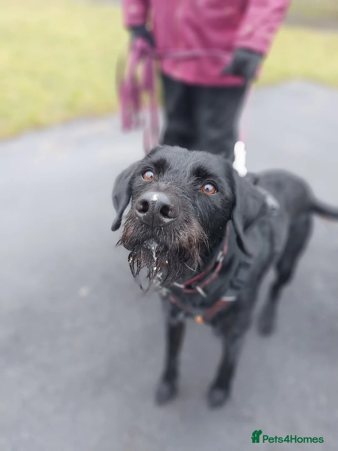German Wirehaired Pointer dogs for adoption: Guppy - GWP x lab in Consett - Advert 4