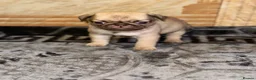 Pug dogs for sale: Gorgeous Pug Puppies - Advert 11