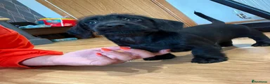 Miniature Dachshund 3
