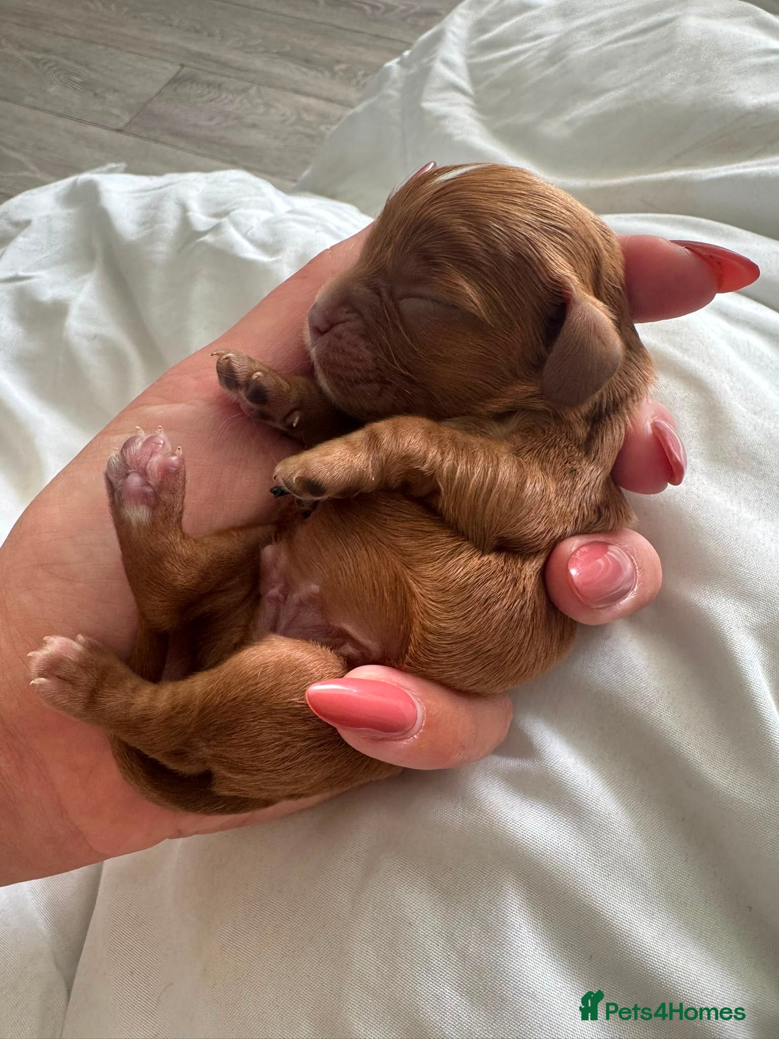 Cavalier King Charles Spaniel dogs Beautiful health tested puppies 💙 - Advert 2