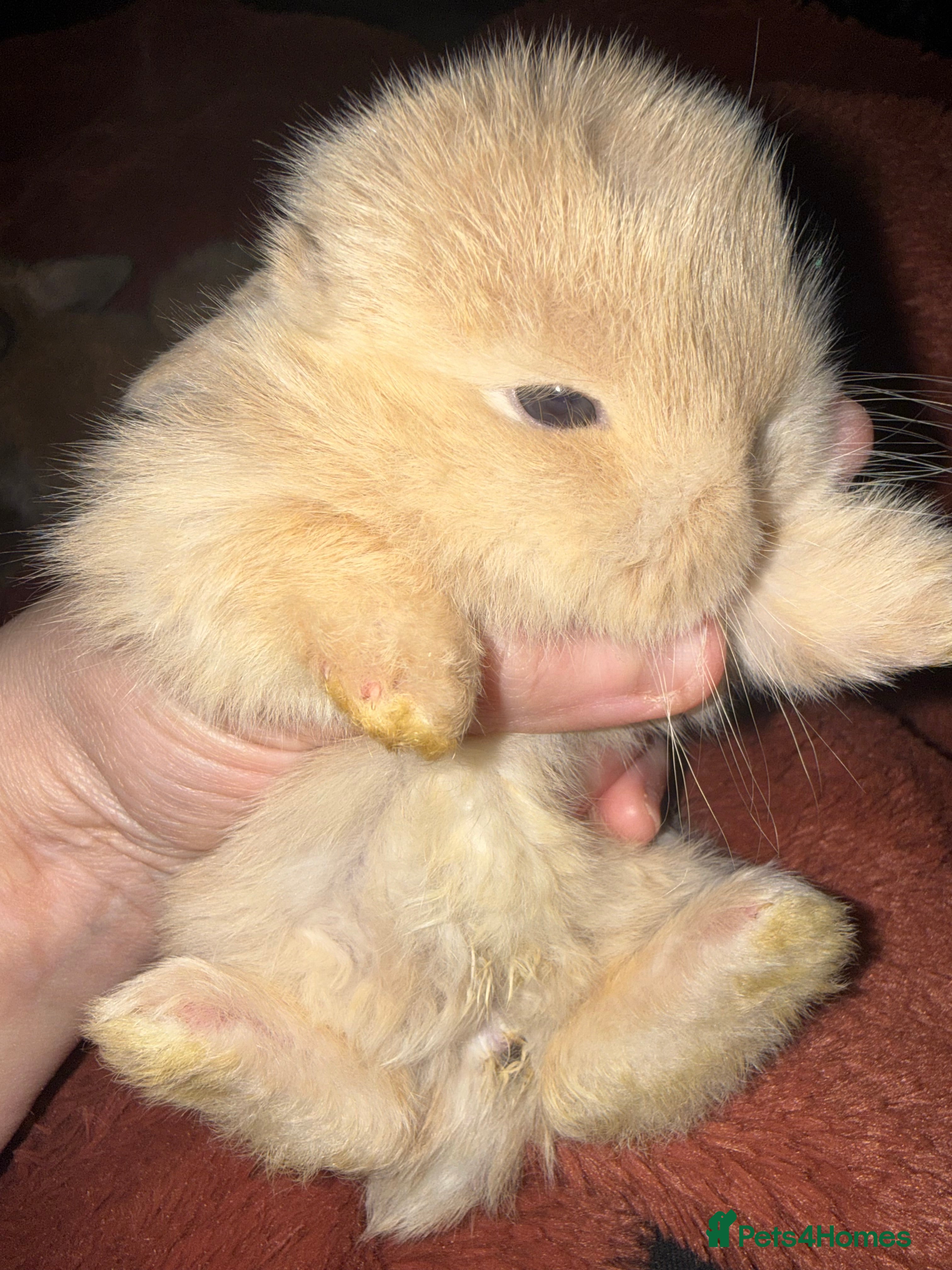 Mini Lop rabbits Gorgeous Mini Lops  - Advert 1