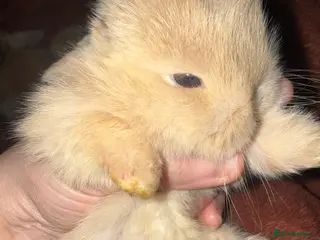 Mini Lop rabbits Gorgeous Mini Lops - Advert 1
