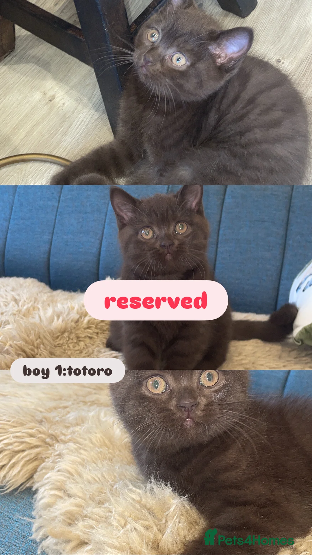 British Shorthair cats for sale: British short hair kittens - Advert 2