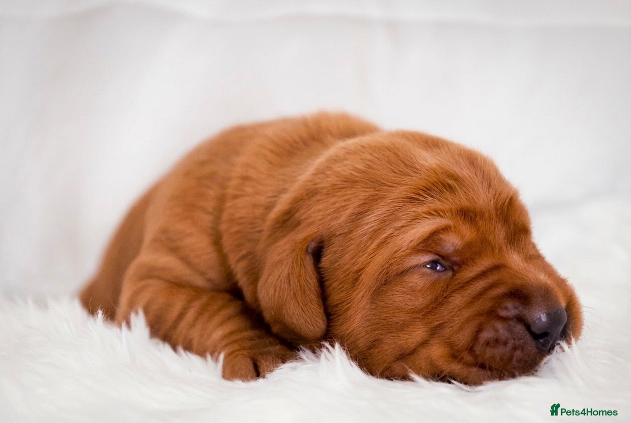 Labrador Retriever dogs Exceptional fully health tested dark red pups - Advert 1