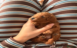 Cockapoo dogs for sale: 4 Stunning Fox Red F1b Toy Cockapoos  - Advert 19
