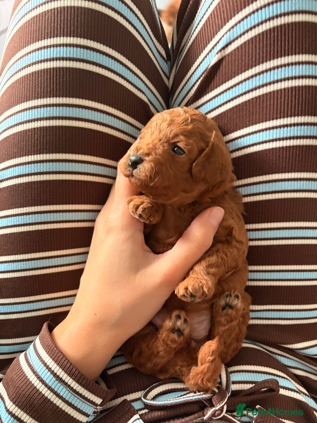 Cockapoo dogs for sale: 4 Stunning Fox Red F1b Toy Cockapoos  - Advert 19