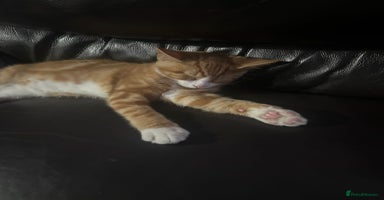 British Shorthair cats - Advert 13