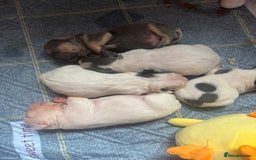 French Bulldog dogs for sale: Chunky French bulldog pups 4 girls  - Image 7