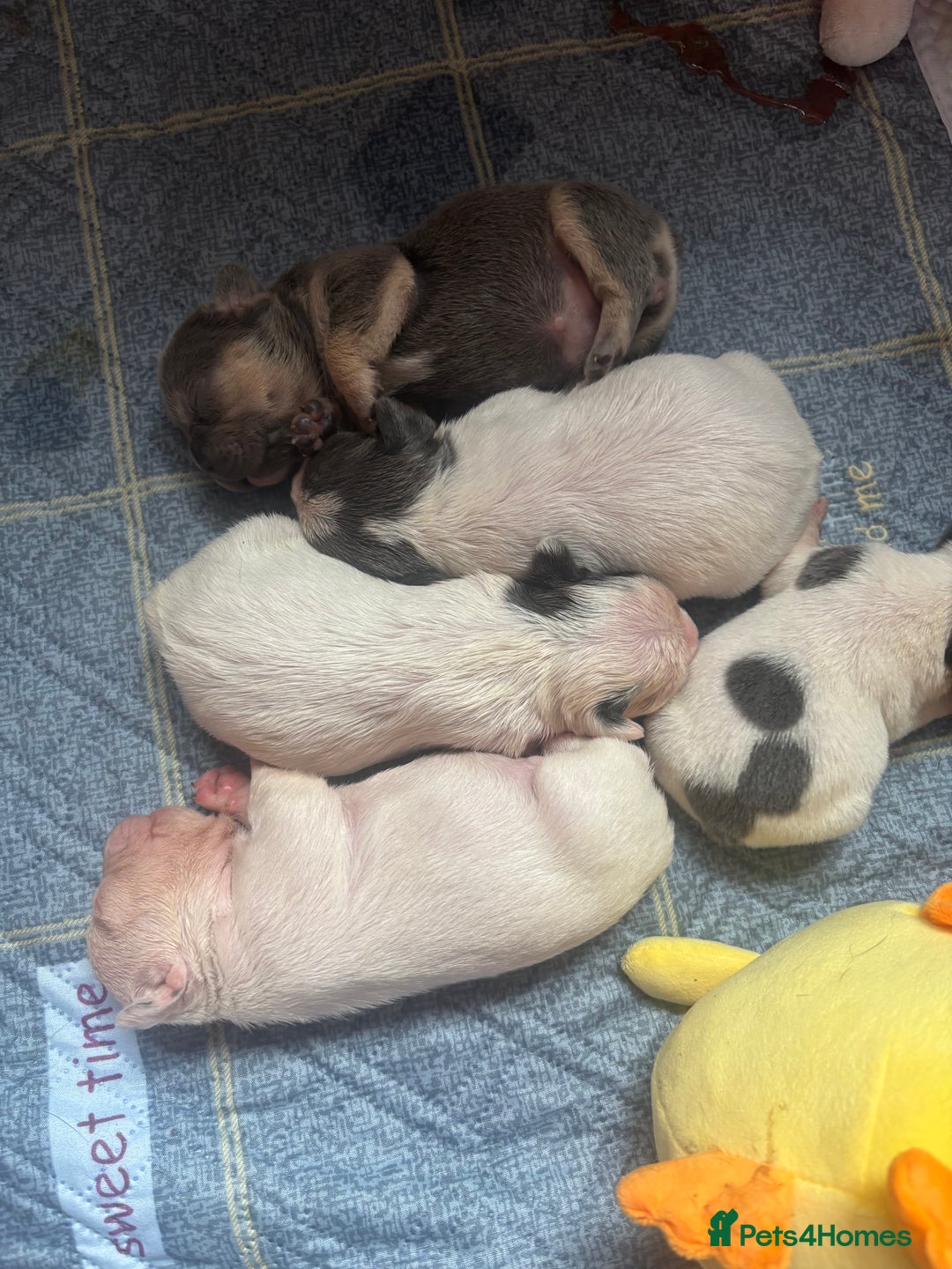 French Bulldog dogs for sale: Chunky French bulldog pups 4 girls  - Image 7