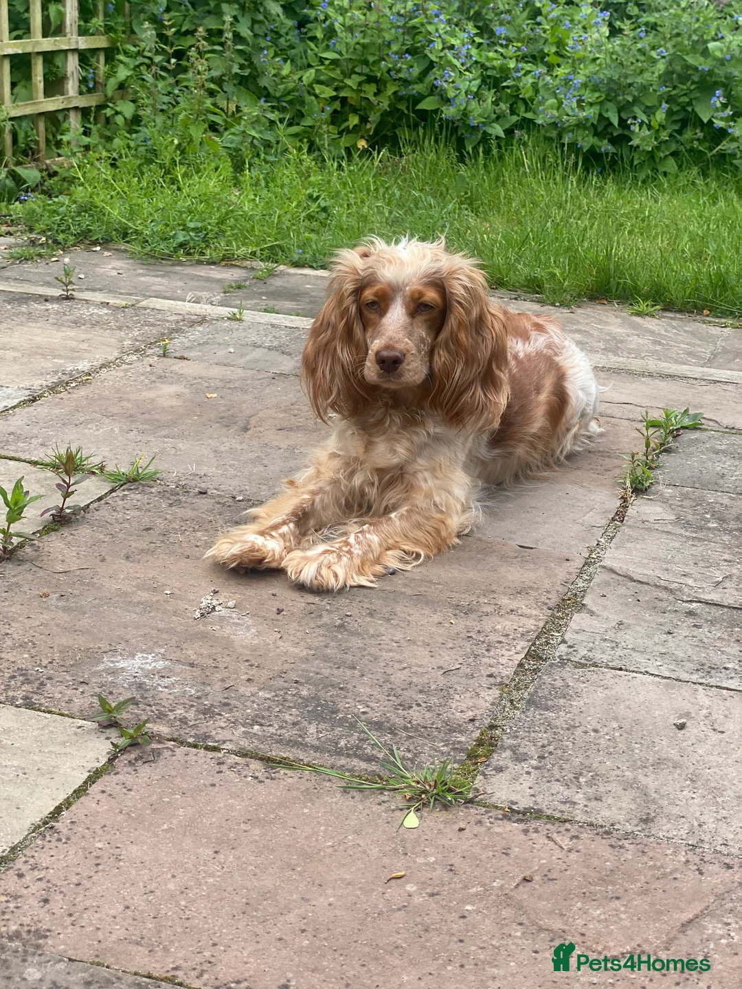 Cocker Spaniel dogs for sale: Cocker spaniel pups available to reserve  - Advert 4
