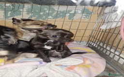 Chihuahua dogs for sale: Chihuahua  - Image 1
