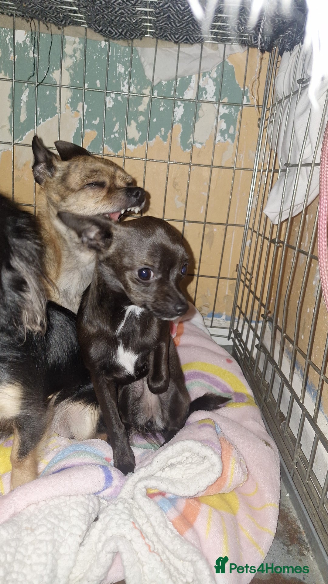 Chihuahua dogs for sale: Chihuahua  - Image 1