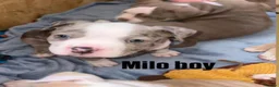 American Bully dogs for sale: Our Pocket Bully puppies  - Advert 26