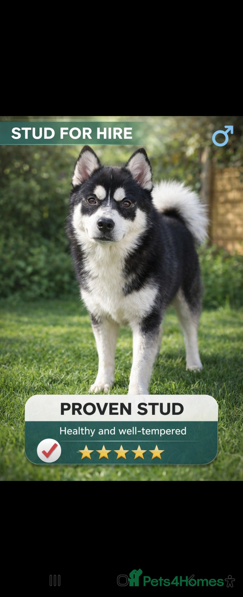 Pomsky dogs ✨ LOKI – Exceptional Proven F3 Pomsky Stud ✨ - Advert 2