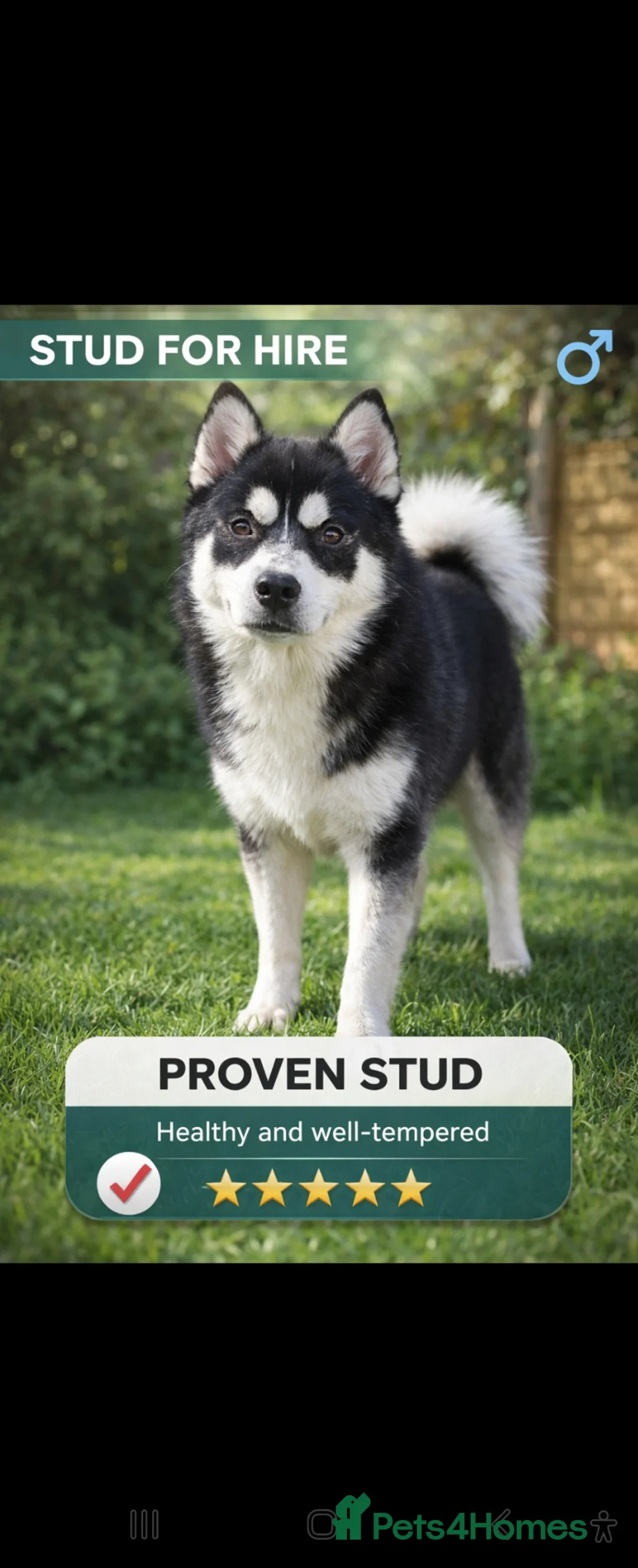 Pomsky dogs for stud: ✨ LOKI – Exceptional Proven F3 Pomsky Stud ✨ in Abergele - Advert 1