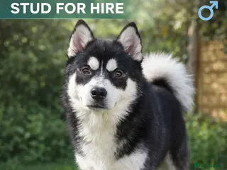 Pomsky dogs ✨ LOKI – Exceptional Proven F3 Pomsky Stud ✨ - Advert 2