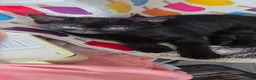 Mixed Breed cats for sale: Kittens - Advert 2