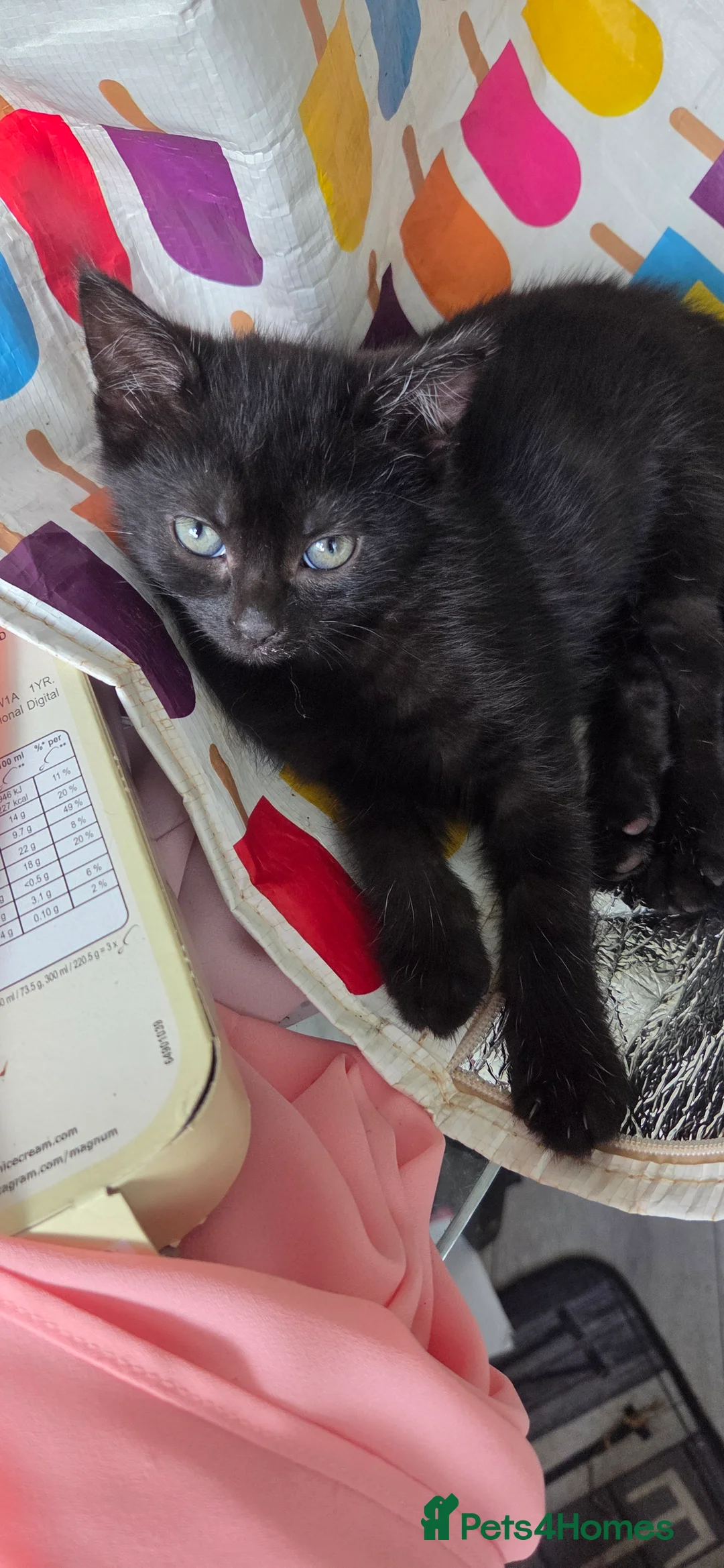 Mixed Breed cats for sale: Kittens - Advert 2