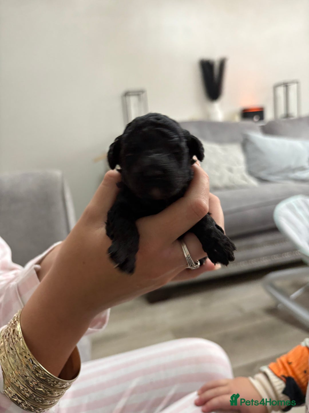 Toy Poodle dogs for sale: 3 Toy Poodle Fire Crackers 🎆 - Image 2