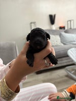 Toy Poodle dogs - Advert 4