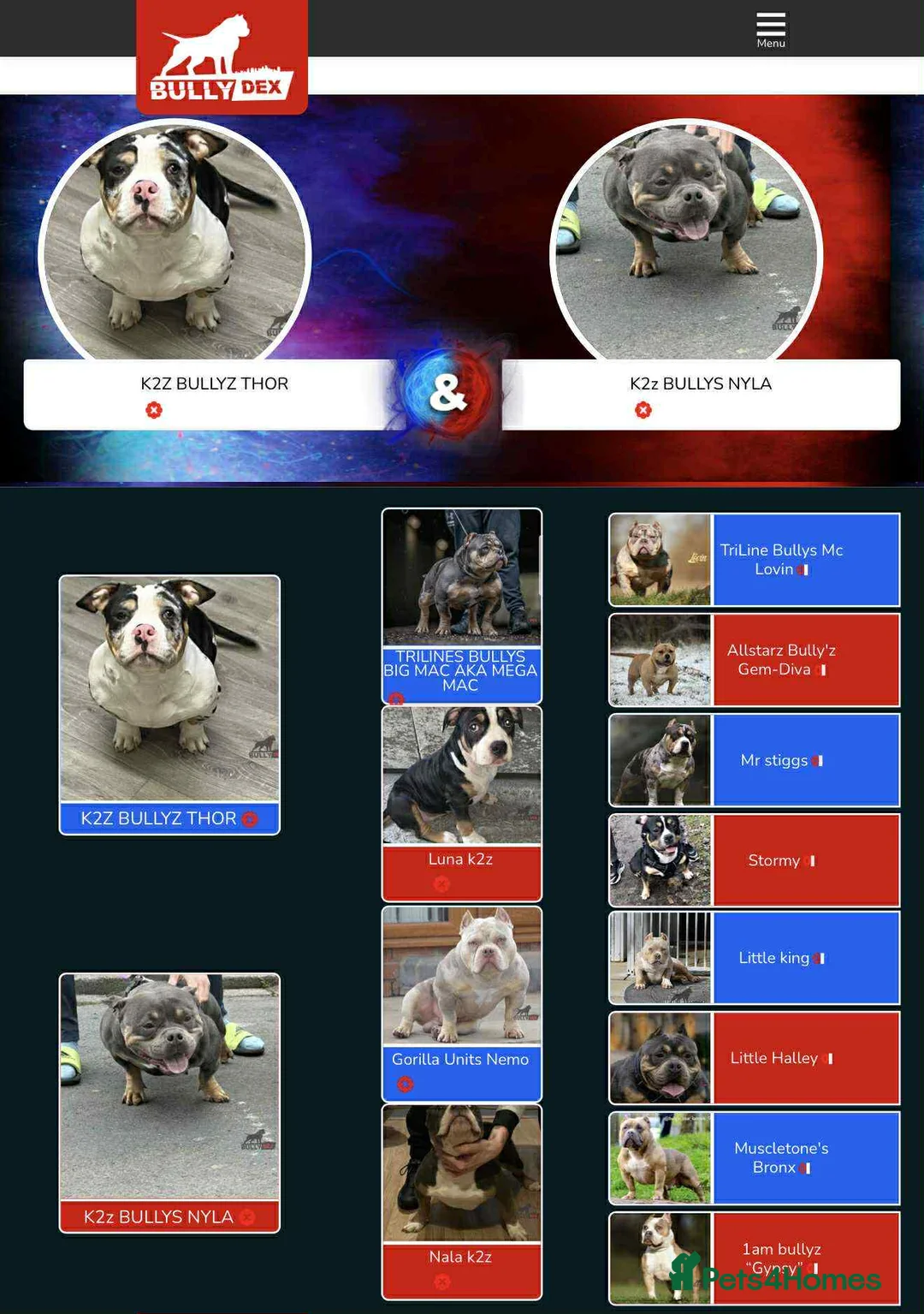 American Bully dogs for sale: 2 amazing puppies left mcglovin bloodline - Advert 7