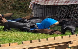 Sprocker dogs for sale: Working sprocker pups  - Image 5
