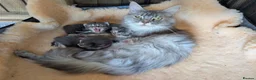 Maine Coon cats for sale: Beautiful Maine Coon Kittens - Advert 11