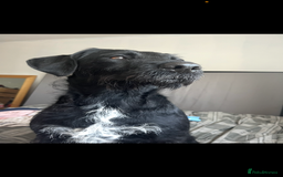 Mixed Breed dogs for sale: Puppies for sale - Image 2