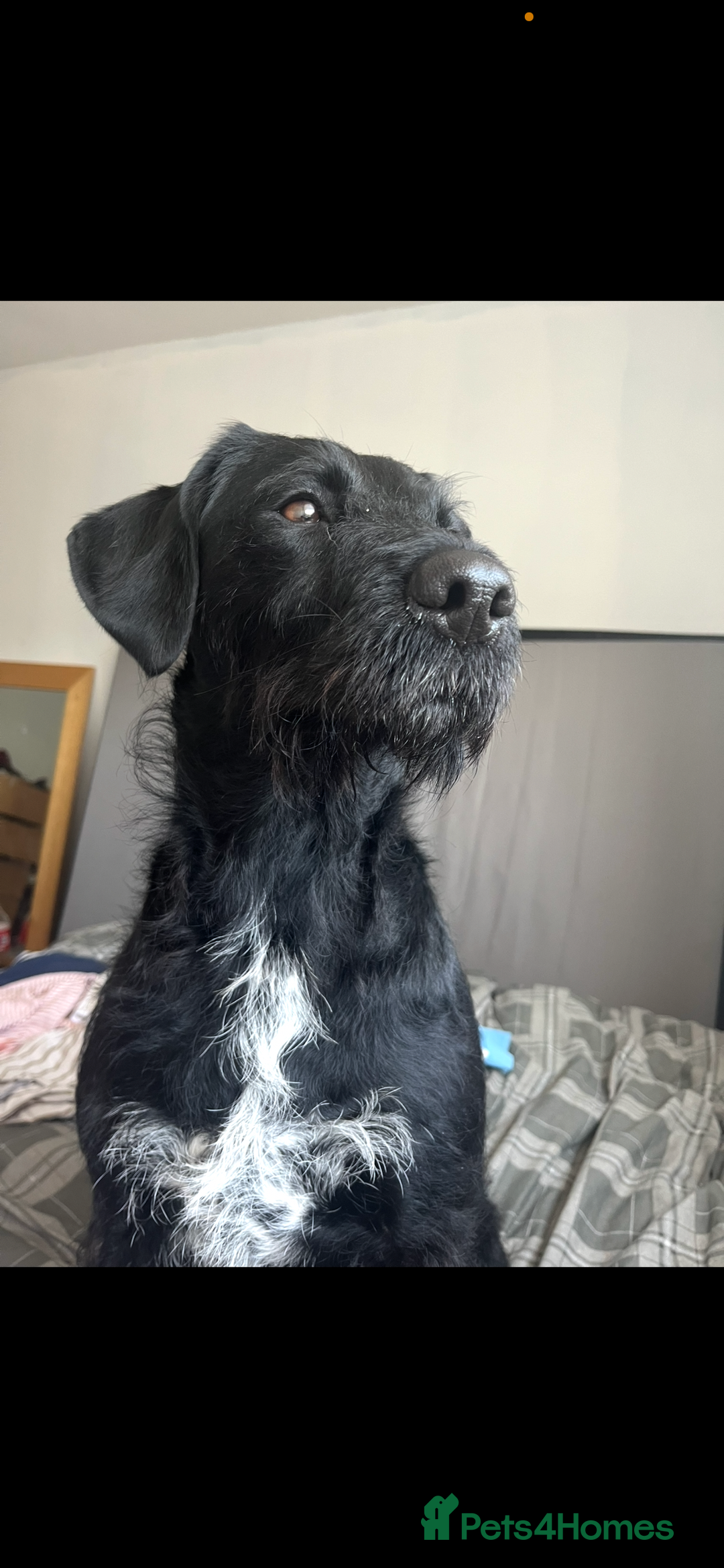 Mixed Breed dogs for sale: Puppies for sale - Image 2