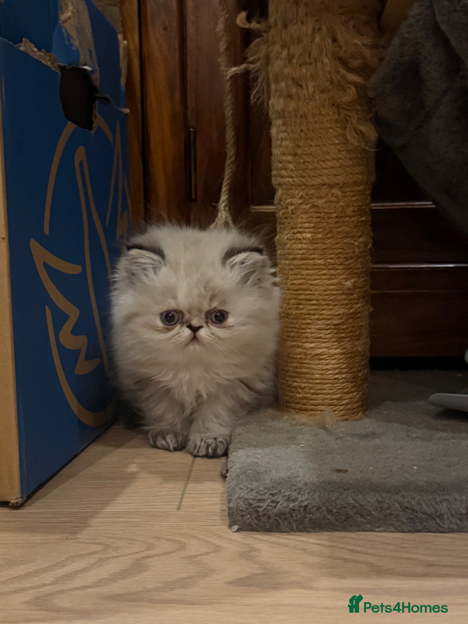 Persian cats Pure Persian female - Advert 1