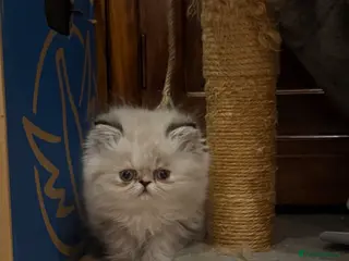 Persian cats Pure Persian female - Advert 4