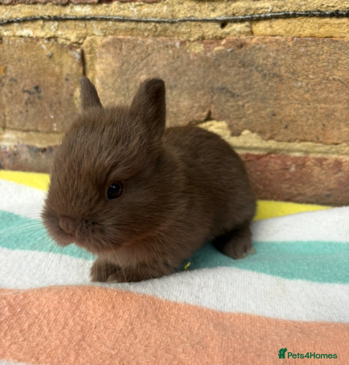 Netherland Dwarf rabbits Sweet Netherland dwarf bunnies  - Advert 8