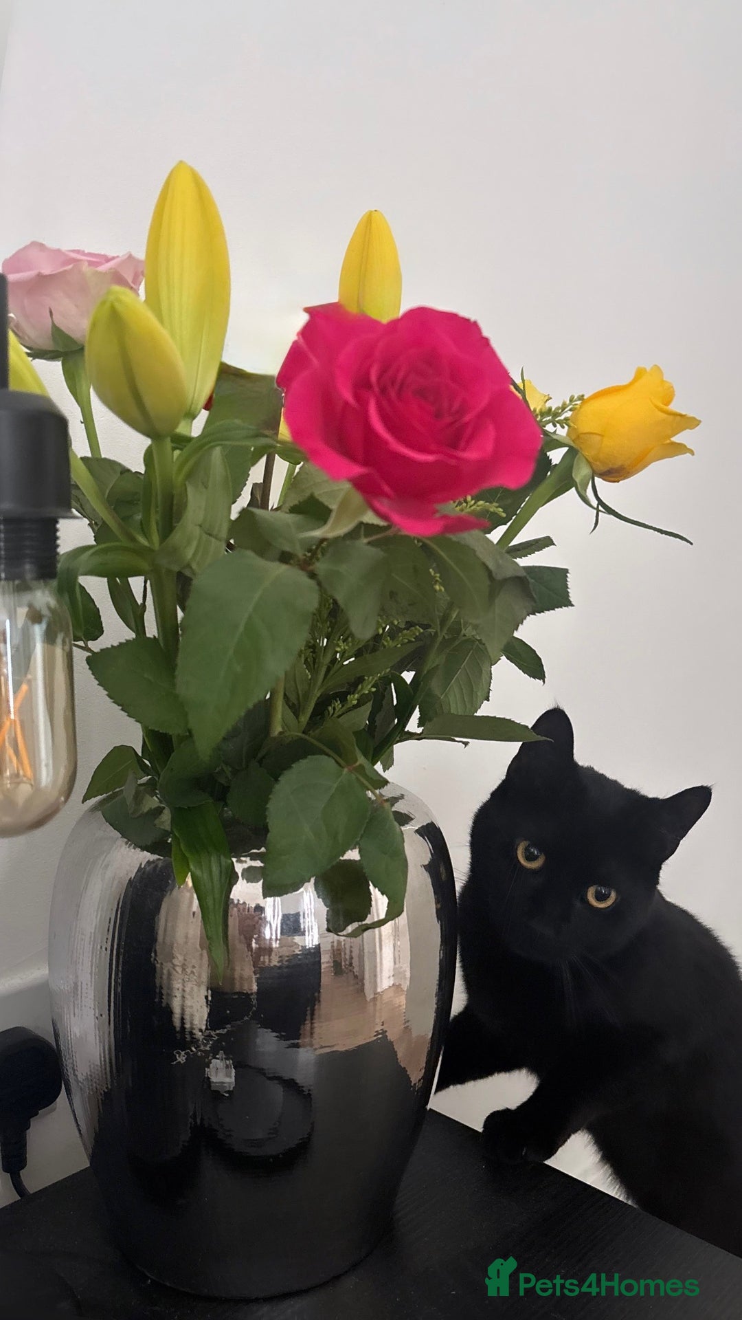 Bombay cats for sale: Our beautiful cat Marni looking for his new home - Image 1