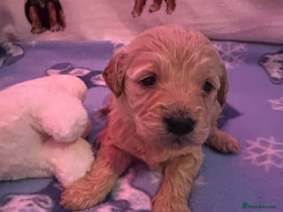 Mini Goldendoodle dogs 🐾STUNNING F1 MINIATURE GOLDEN DOODLES 🐾 - Advert 5