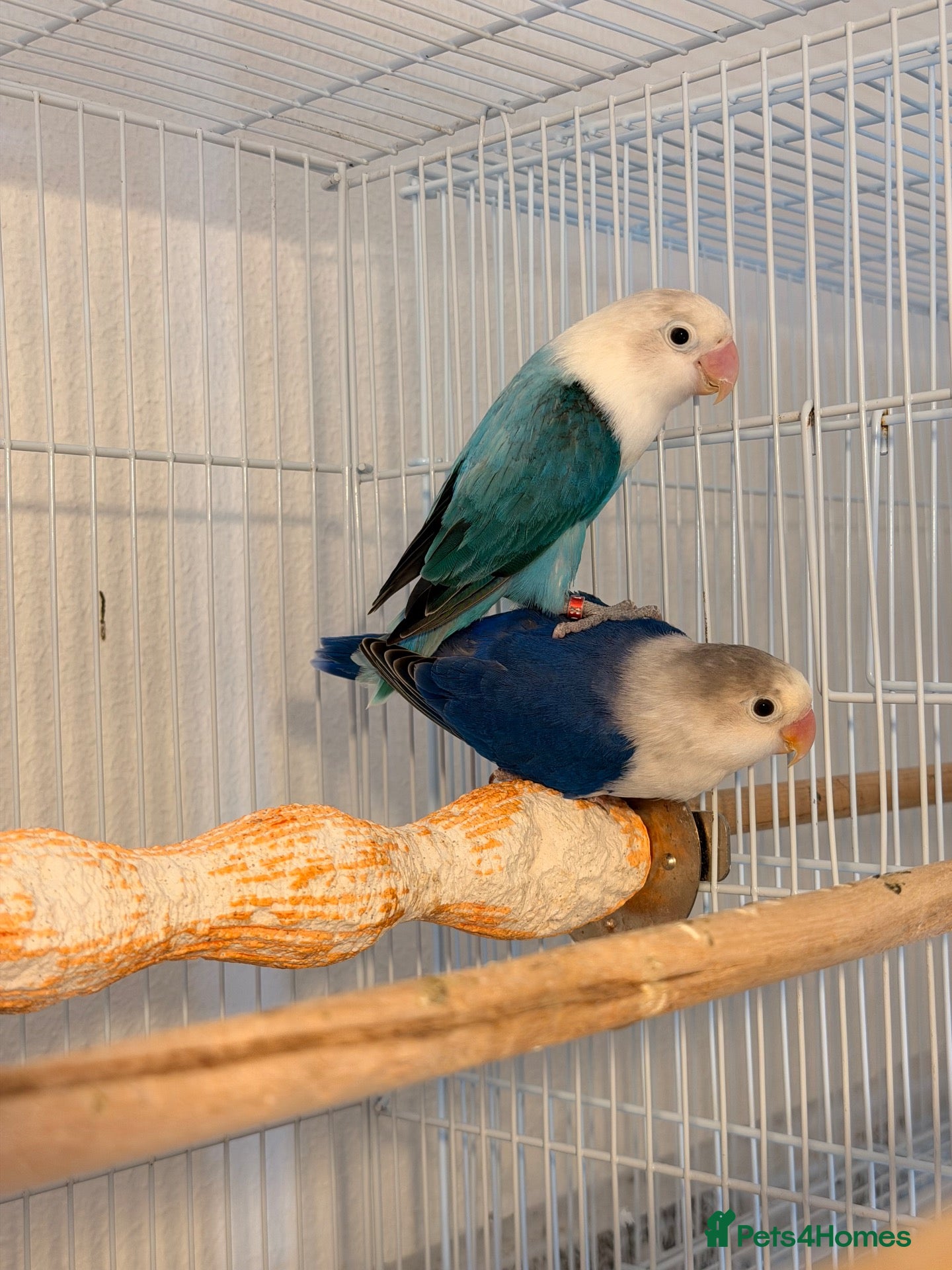 Lovebirds birds Lovebirds pairs, males and more for rehoming  - Advert 2