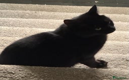 Mixed Breed cats for sale: Luna, Salum & Nova & Pixie - Image 1