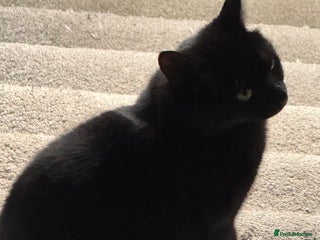 Mixed Breed cats - Advert 3