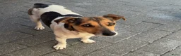 Jack Russell dogs for sale: Jack Russell  - Advert 1