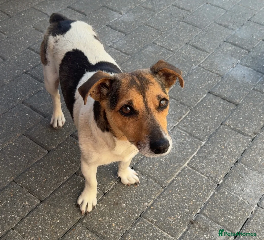 Jack Russell dogs for sale: Jack Russell  - Advert 1