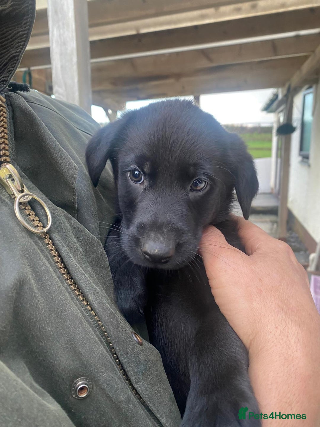 Labrador Retriever dogs for sale: Last incredible little girl  - Advert 9
