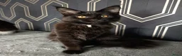 Maine Coon cats for sale: READY SOON Beautiful Maine coon babies  - Advert 16