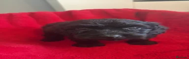 Cockapoo 4