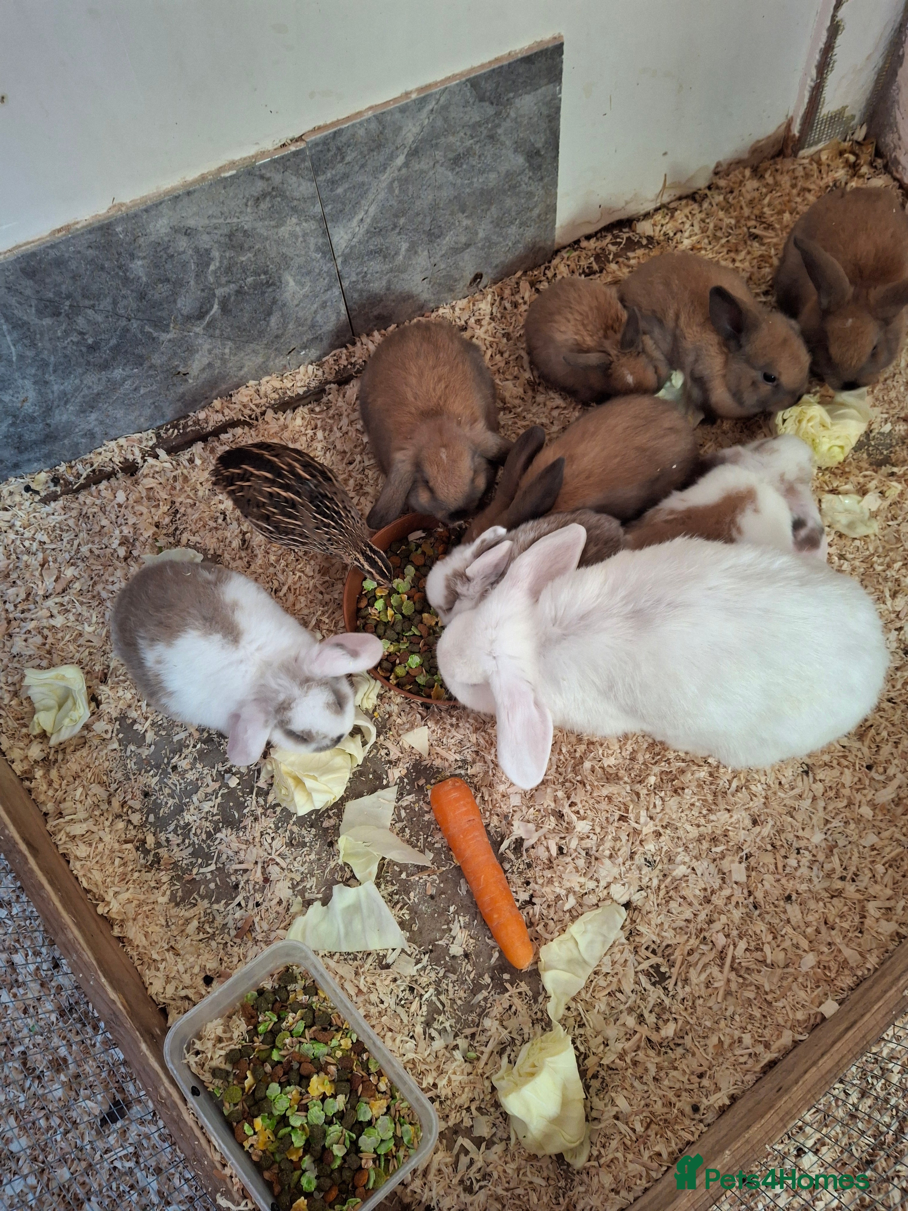 English rabbits 4 boys and 2 gils  - Advert 13