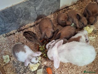 English rabbits 4 boys and 2 gils - Advert 5