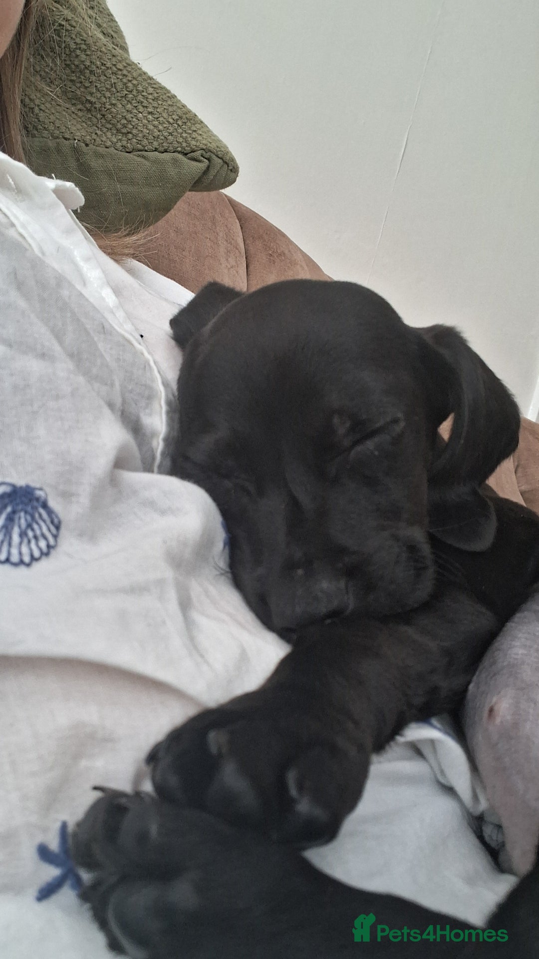 Mixed Breed dogs for sale: Cockerjack puppy for sale.  - Image 2
