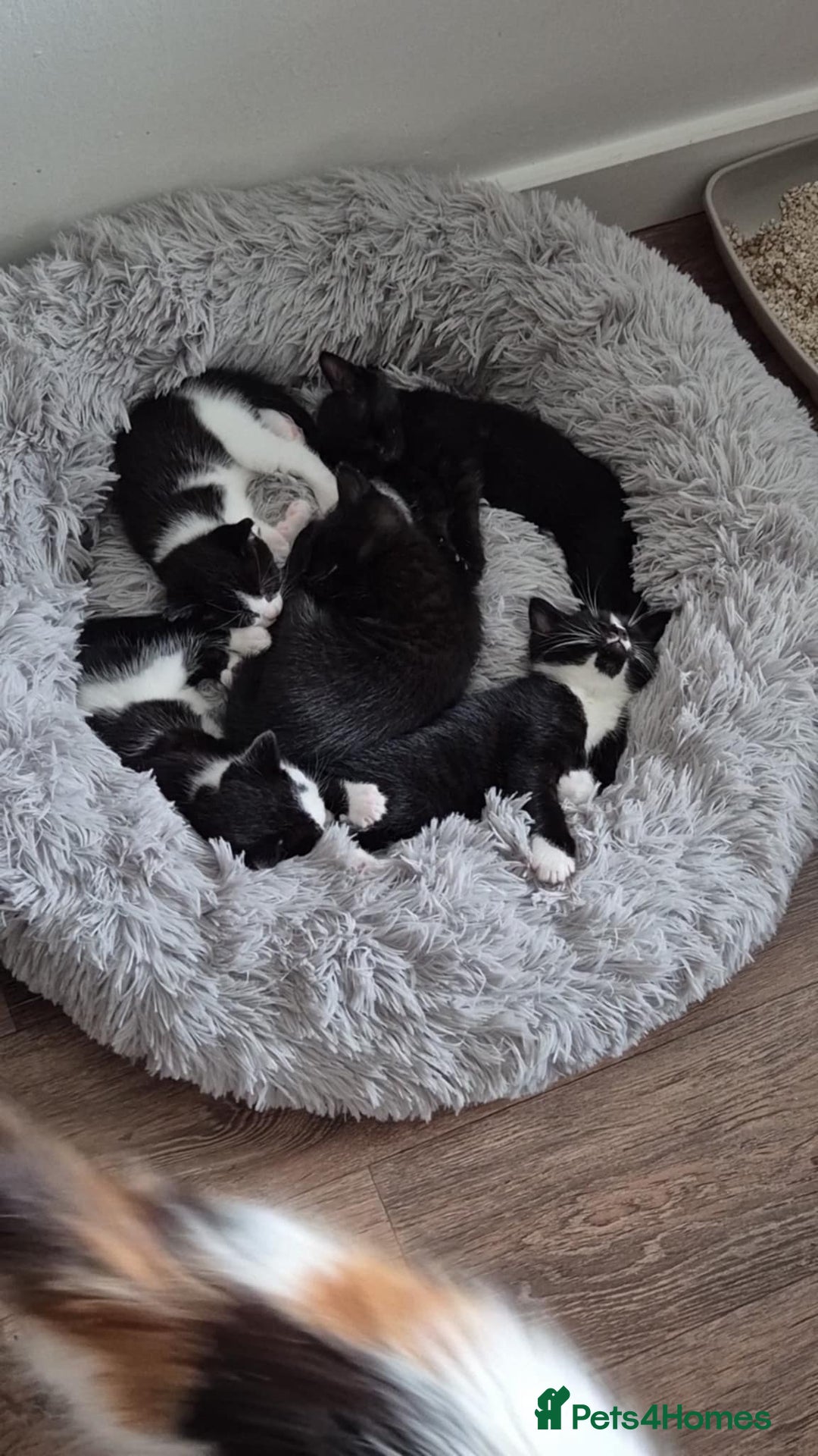 British Shorthair cats for sale: Male black kitten - Image 6