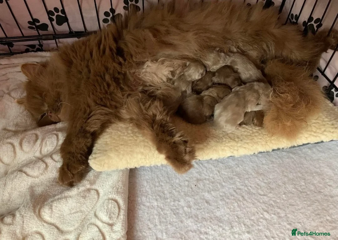 British Longhair cats for sale: British long hair adults  - Advert 2