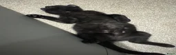 Mixed Breed cats for sale: Black kitten boy in Radlett - Advert 5