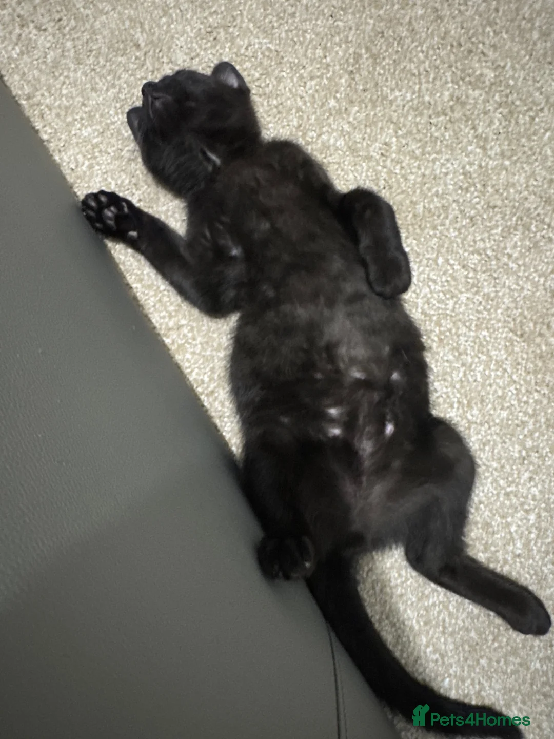Mixed Breed cats for sale: Black kitten boy in Radlett - Advert 5